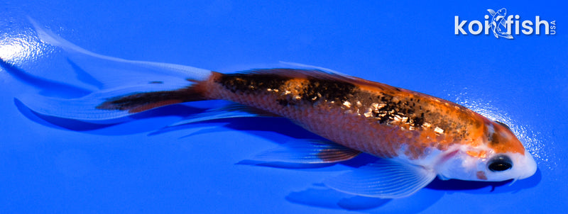 4.5" GINRIN AKA SANKE BUTTERFLY