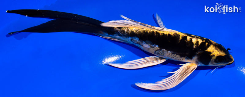 7.5" ARAGOKE KABUTO BUTTERFLY