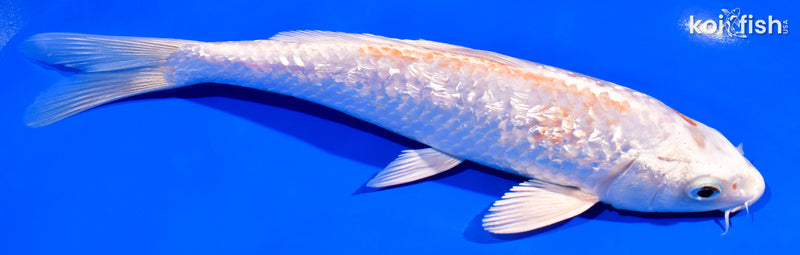 7.75" GINRIN HARIWAKE