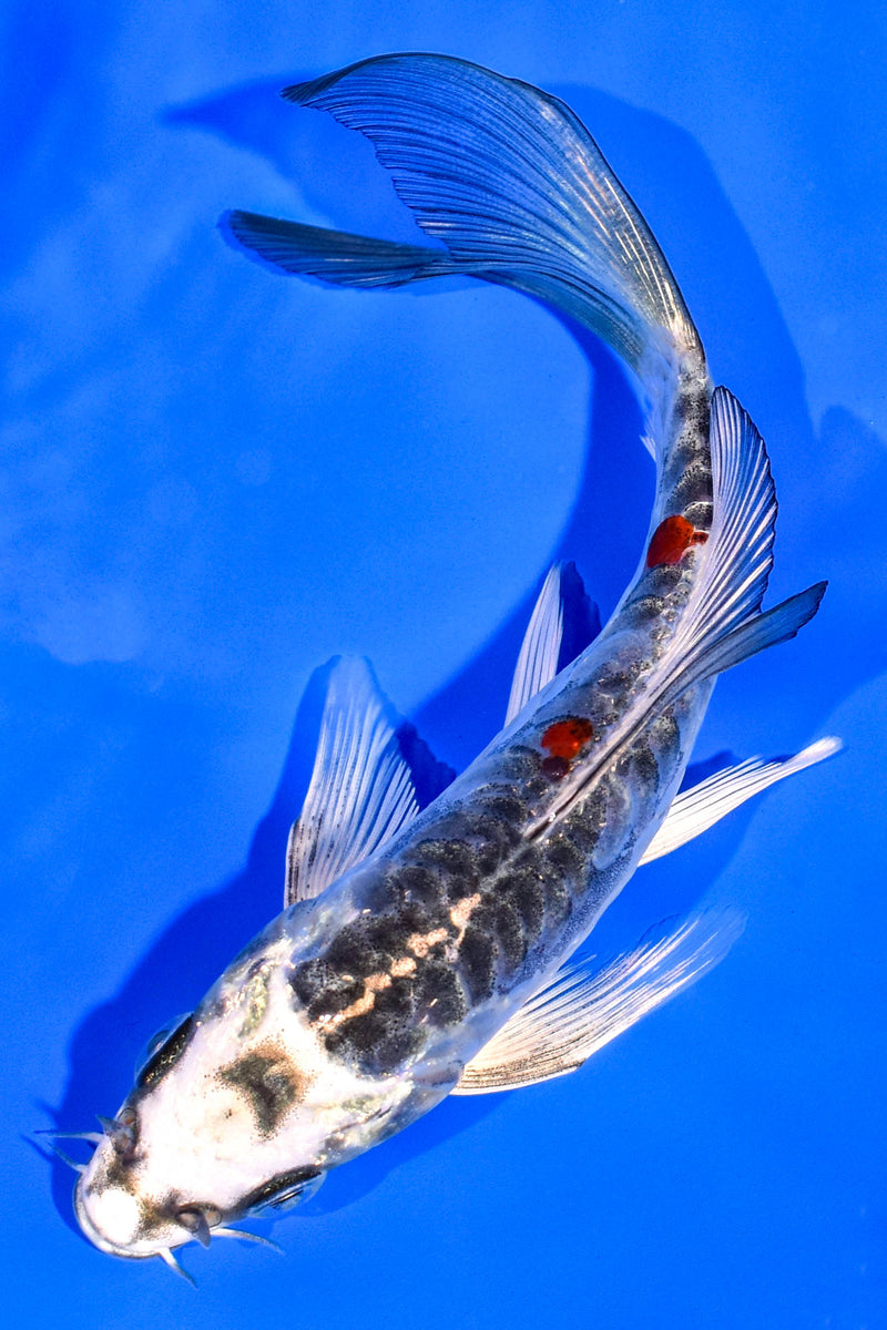 5.75" ARAGOKE BENI KIKOKURYU BUTTERFLY