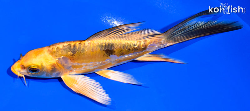 6" DOITSU ORENJI BEKKO