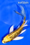 5.25" ARAGOKE GINRIN KIN KIKOKURYU BUTTERFLY