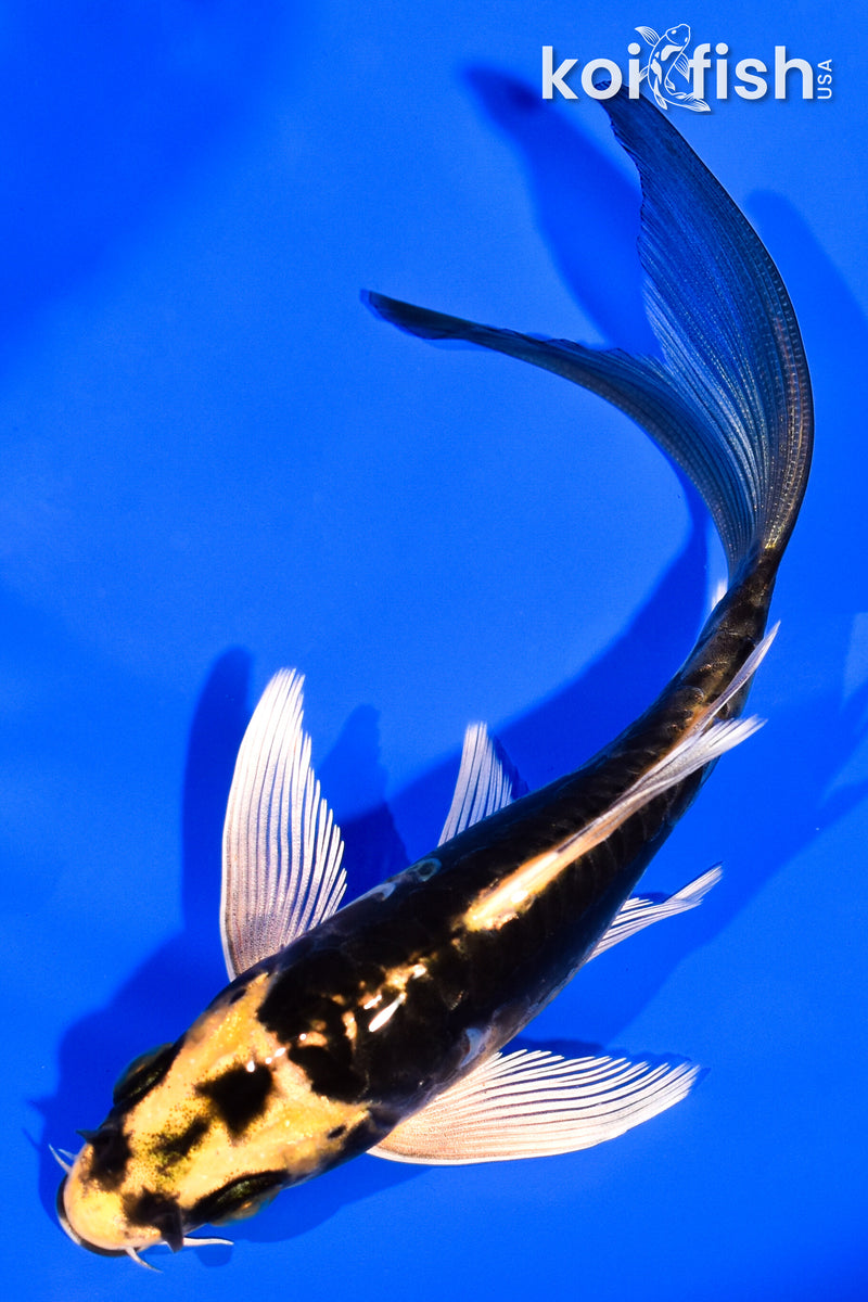 5.5" KABUTO BUTTERFLY