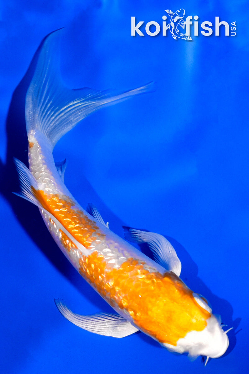 4" GINRIN HARIWAKE BUTTERFLY