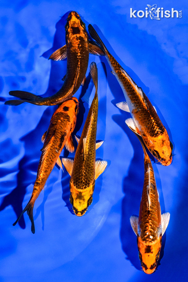 PACK OF (5) 4-5" STANDARD KOI