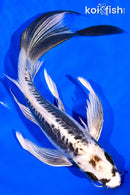 8.75" KIKOKURYU BUTTERFLY