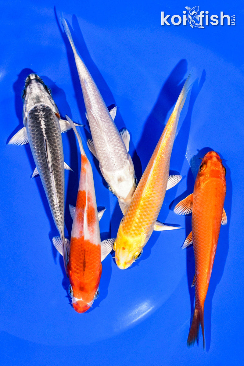 PACK OF (5) 4-5" STANDARD KOI