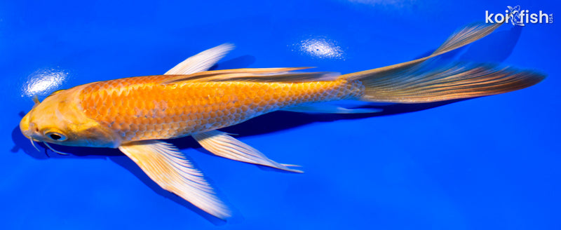 7.25" YAMABUKI OGON BUTTERFLY