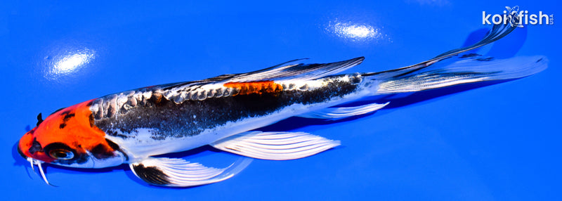 7" BENI KIKOKURYU BUTTERFLY