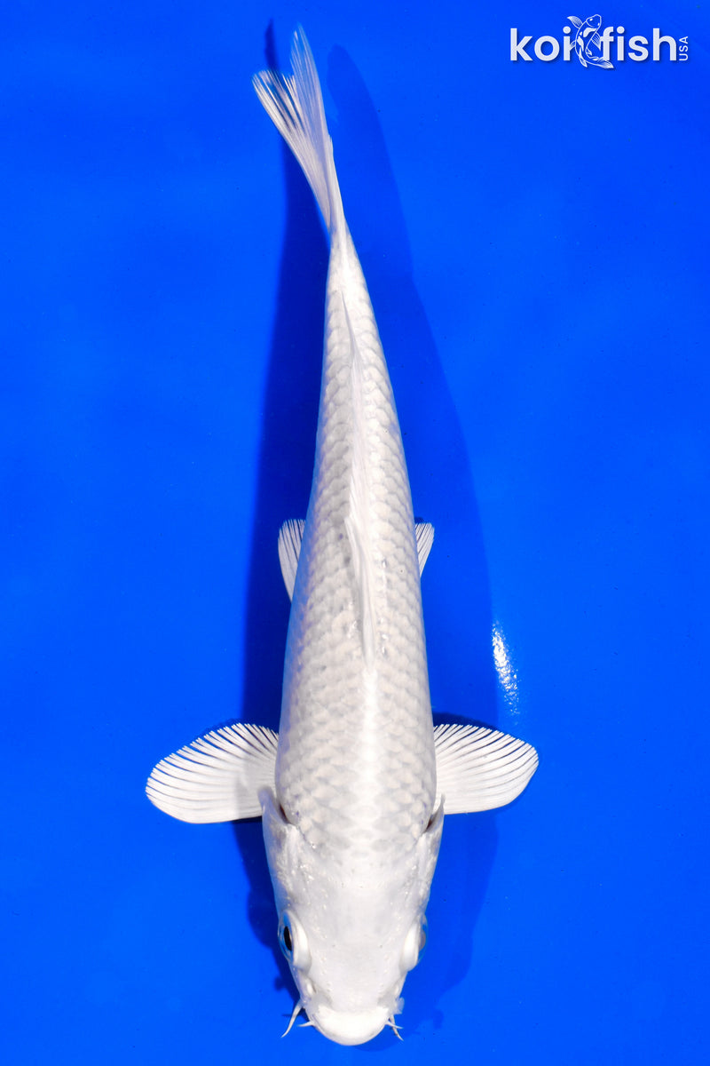 6.5" PLATINUM OGON