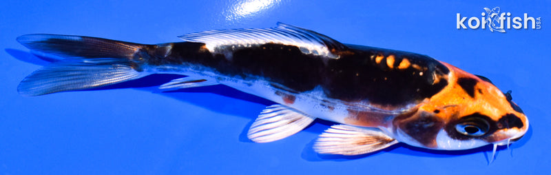 5.25" BENI KIKOKURYU