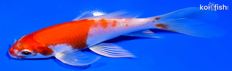 5.5" KOHAKU BUTTERFLY