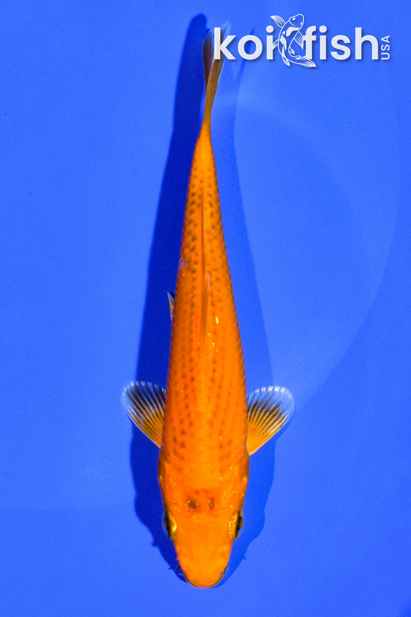 4.75" ORENJI OGON