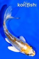 3.75" GINRIN KUJAKU BUTTERFLY