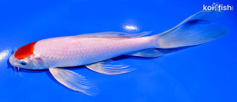 7.25" TANCHO KOHAKU BUTTERFLY