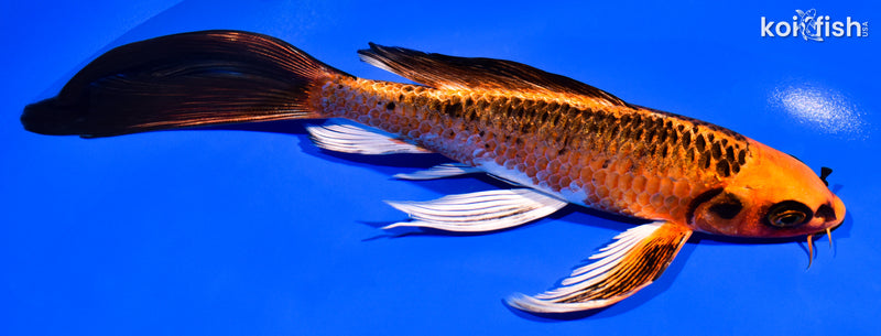 8" ORENJI MATSUBA BUTTERFLY