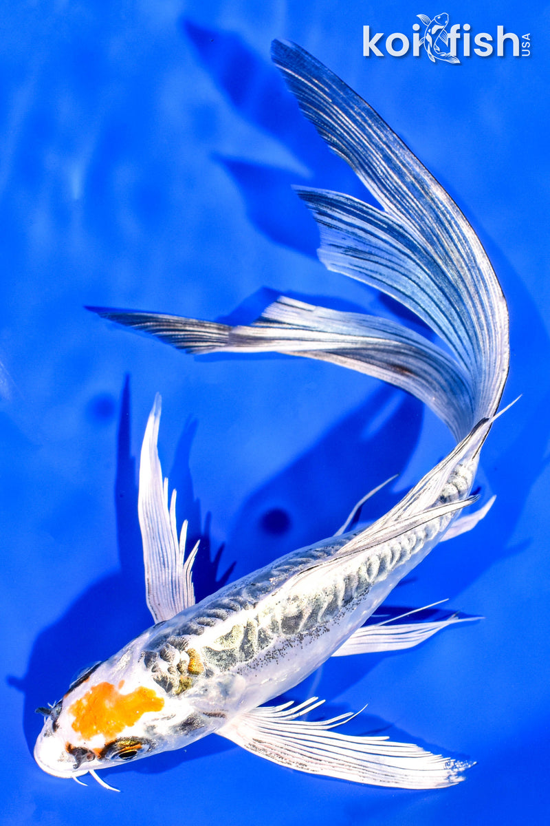 8.75" KIN KIKOKURYU BUTTERFLY