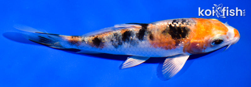 5" YAMATO NISHIKI