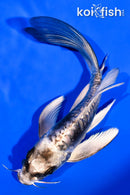 6" ARAGOKE KIKOKURYU BUTTERFLY