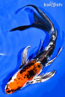 8" HEISEI NISHIKI BUTTERFLY