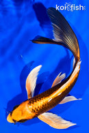 6" ORENJI MATSUBA BUTTERFLY