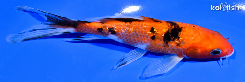 6.5" GINRIN AKA SANKE BUTTERFLY