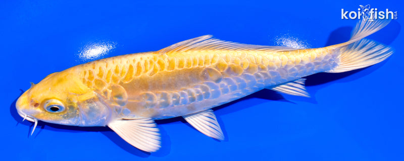 7.25" ARAGOKE YAMABUKI OGON