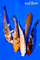 PACK OF (5) 3-4" MIXED STANDARD KOI