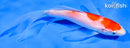 6" KOHAKU BUTTERFLY