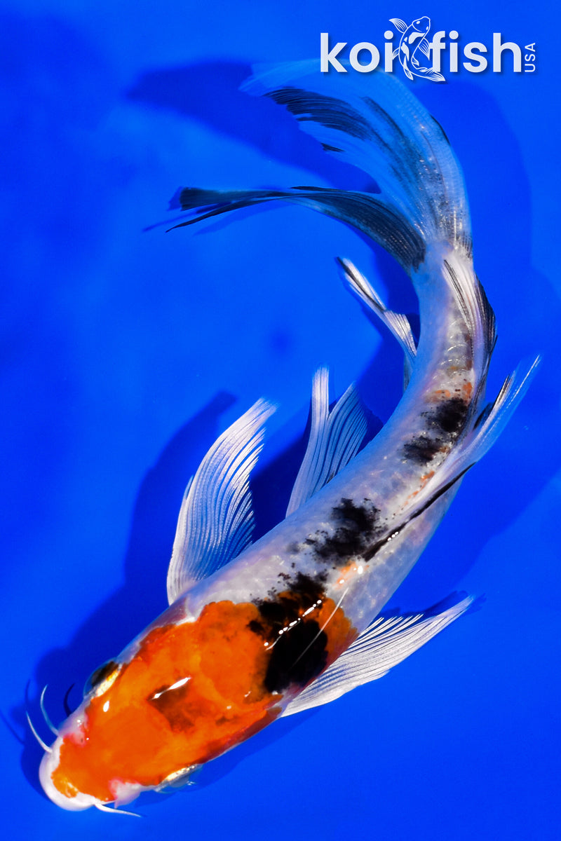 6.25" YAMATO NISHIKI BUTTERFLY