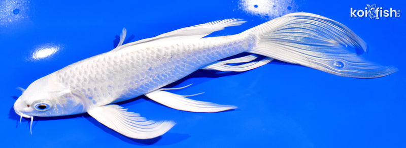 8" PLATINUM OGON BUTTERFLY