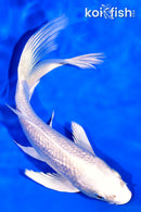 6.75" GINRIN PLATINUM OGON BUTTERFLY