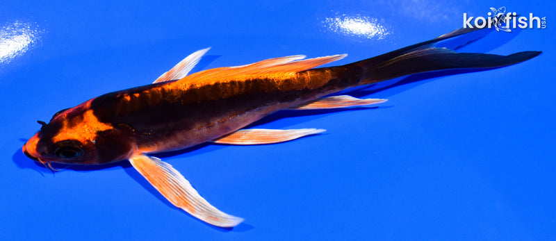 5.25" DOITSU ORENJI MATSUBA BUTTERFLY