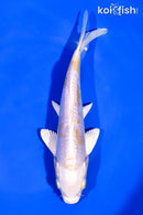 7.25" DOITSU LEMON HARIWAKE