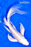 7.25" PLATINUM OGON BUTTERFLY