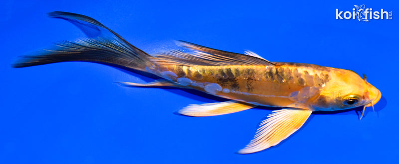 6" DOITSU ORENJI BEKKO