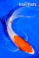 5.5" KOHAKU BUTTERFLY