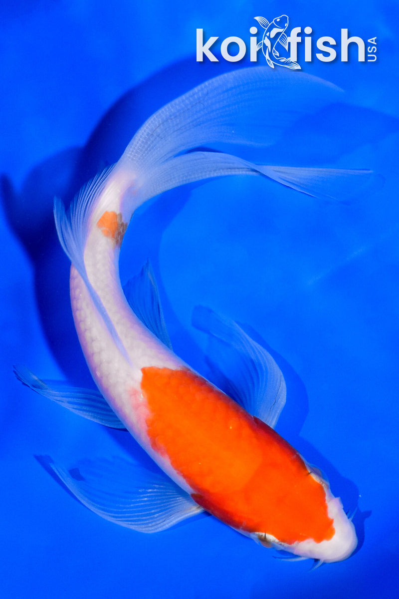 5.5" KOHAKU BUTTERFLY