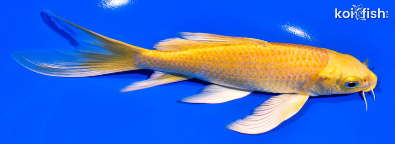 7.25" YAMABUKI OGON BUTTERFLY