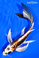 8.25" BENI KIKOKURYU BUTTERFLY