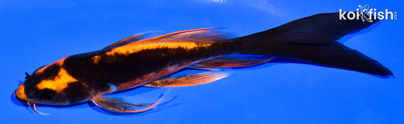 5.75" BENI KIKOKURYU BUTTERFLY