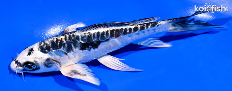 6" ARAGOKE KIKOKURYU BUTTERFLY