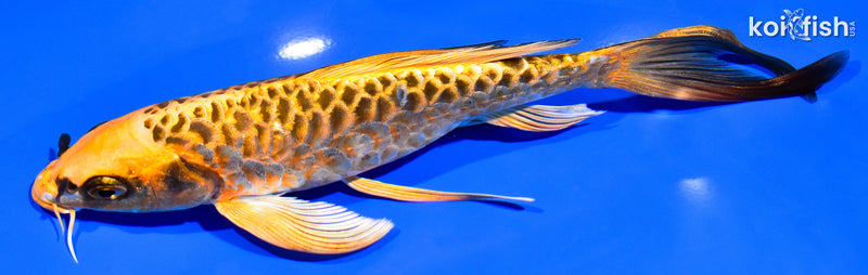 7.75" DOITSU ORENJI MATSUBA BUTTERFLY