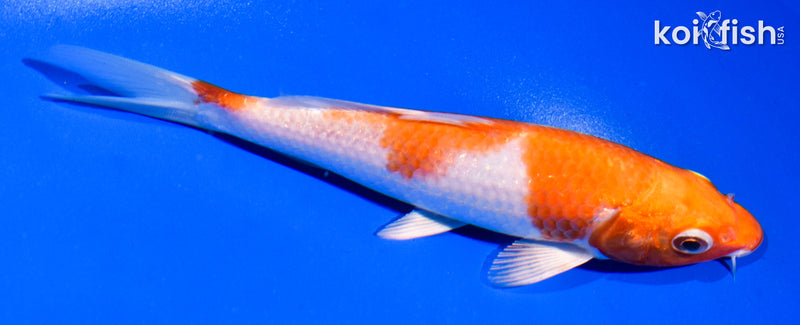 5.5" HARIWAKE