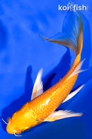 5.75" YAMABUKI OGON BUTTERFLY