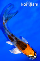 4.25" KUJAKU BUTTERFLY