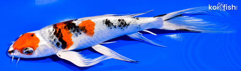8.5" YAMATO NISHIKI BUTTERFLY