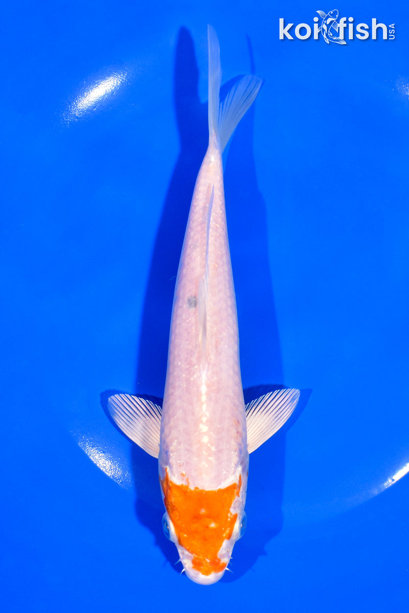 7" HARIWAKE