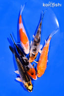 PACK OF (5) 3-4" MIXED STANDARD KOI