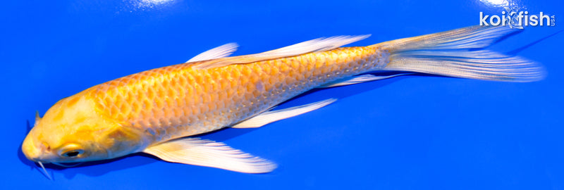 6.25" YAMABUKI OGON BUTTERFLY